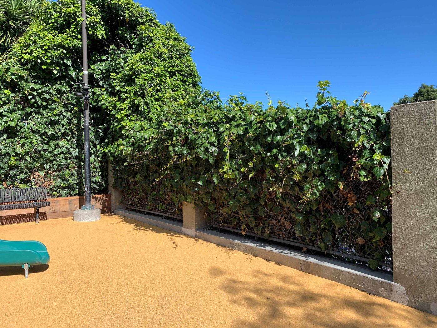 A path through Alioto Mini Park with a large tree, a flowering shrub, and a vine-covered wooden trellis, with benches and a fenced playground with swings in the background.
